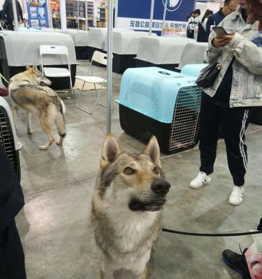 如何合理饲养捷克狼犬（了解适宜的饲养方法）