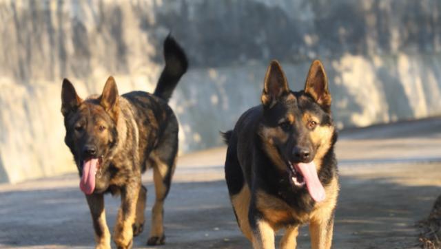 如何养护中国昆明犬——宠物爱好者必看（从饲养环境到健康饮食）