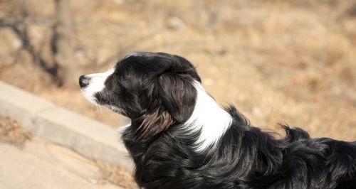 长须柯利牧羊犬的饲养秘籍（打造忠诚守护者的健康生活）