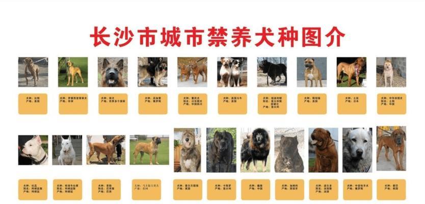 全面了解克龙弗兰德犬，让它健康成长（全面了解克龙弗兰德犬）