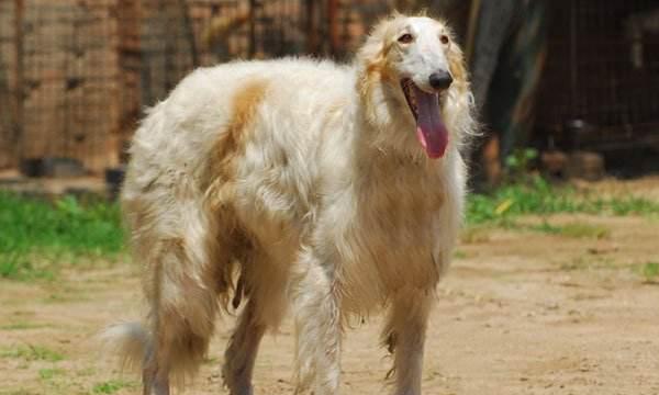 全面了解克龙弗兰德犬，让它健康成长（全面了解克龙弗兰德犬）