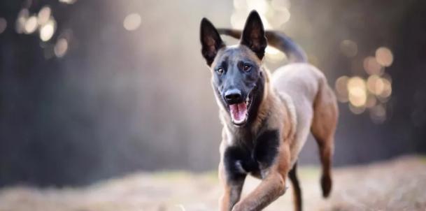 如何科学饲养马利诺斯犬（从食物、运动到训练）