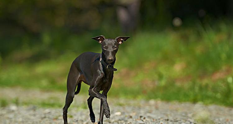 如何正确饲养意大利灵缇犬（掌握关键步骤）