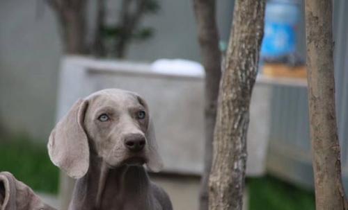 如何科学饲养威玛猎犬（以健康为前提）