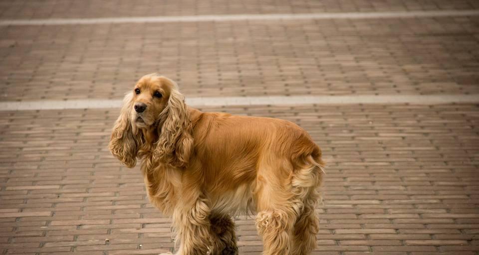 如何饲养一只健康快乐的美国可卡犬（掌握这些关键技巧）