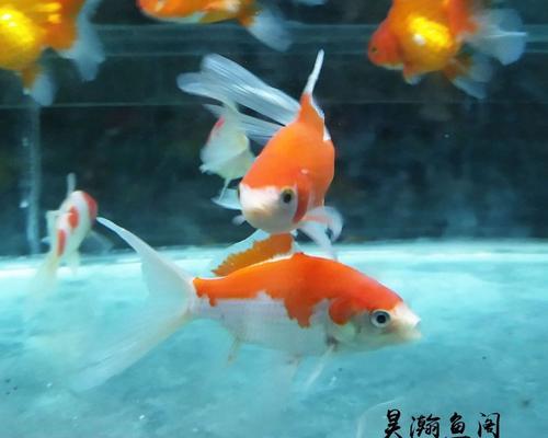 红白草金鱼的饲养方法（打造健康快乐的水族宠物生活）