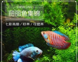 接吻鱼的饲养全指南（宠物家庭必备）