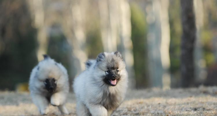 荷兰毛狮犬的全面饲养指南（从喂养到训练）