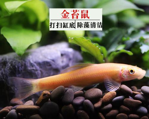 青苔鼠鱼饲养方法大全（以宠物为主）