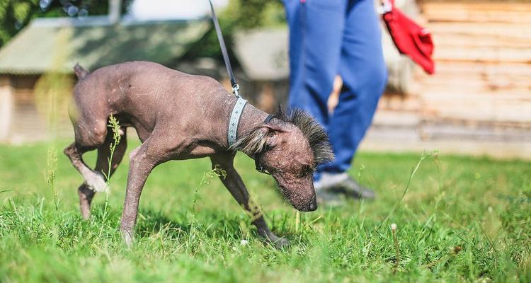 墨西哥无毛犬的饲养技巧（让你的宠物成为健康快乐的家庭成员）