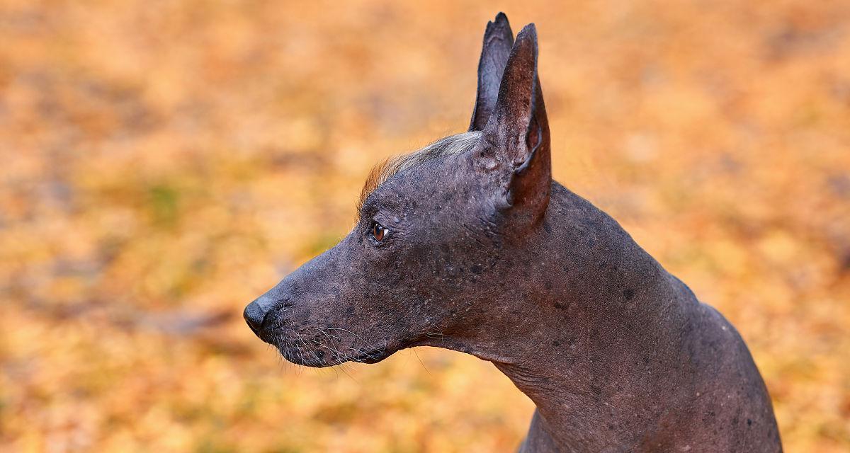 墨西哥无毛犬的饲养技巧（让你的宠物成为健康快乐的家庭成员）