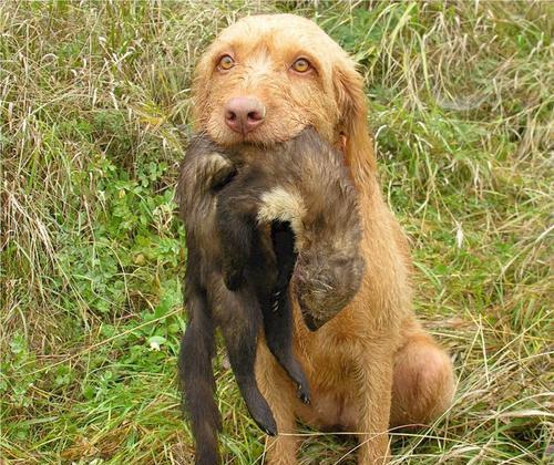 养维兹拉犬的必备知识（如何饲养健康快乐的维兹拉犬）