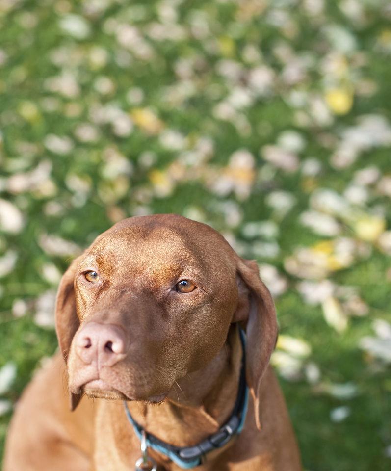 养维兹拉犬的必备知识（如何饲养健康快乐的维兹拉犬）