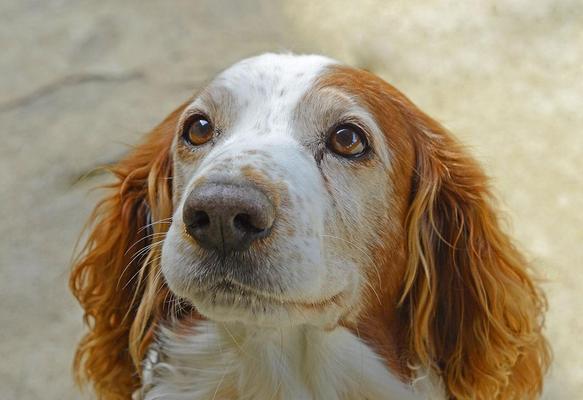 威尔士史宾格犬的饲养方法