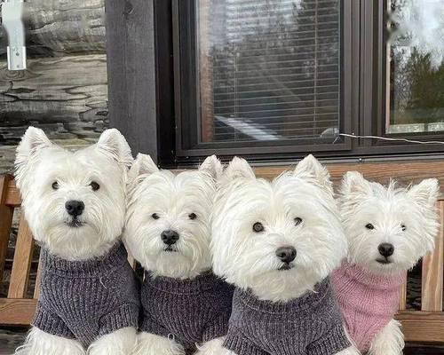 凯利蓝梗饲养指南（从幼犬到成年犬）