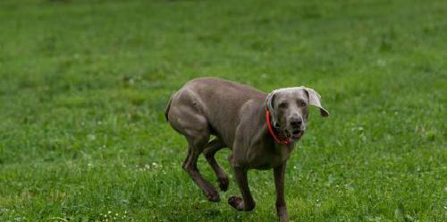 以西里汉梗为宠物的饲养方法（养一只健康快乐的小猎犬）