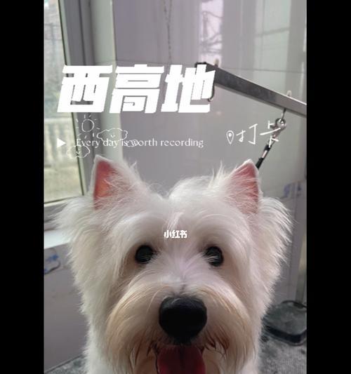 以西里汉梗为宠物的饲养方法（养一只健康快乐的小猎犬）