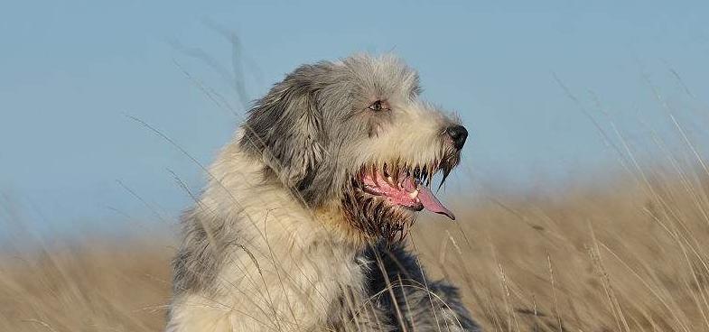 古代长须牧羊犬的饲养方法（传承古老文化）