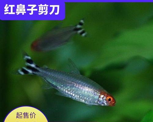 红鼻剪刀的饲养方法（从幼年到成年）