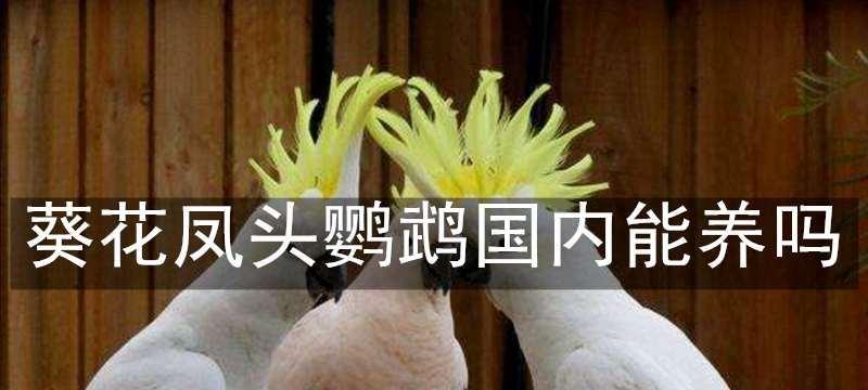 小葵花凤头鹦鹉的全面饲养指南（宠物鸟界的珍稀美胚之一）