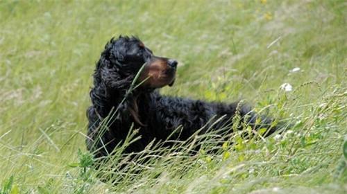 英国雪达犬的饲养方法（以宠物为主）