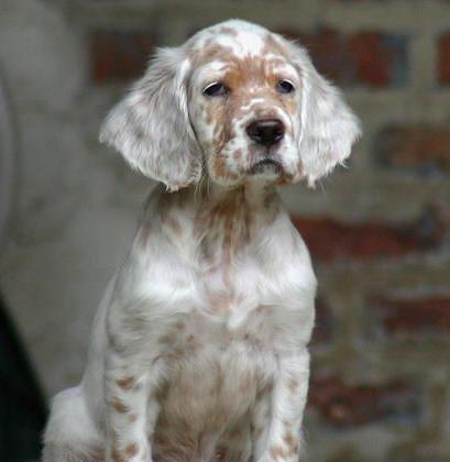 英国雪达犬的饲养方法（以宠物为主）