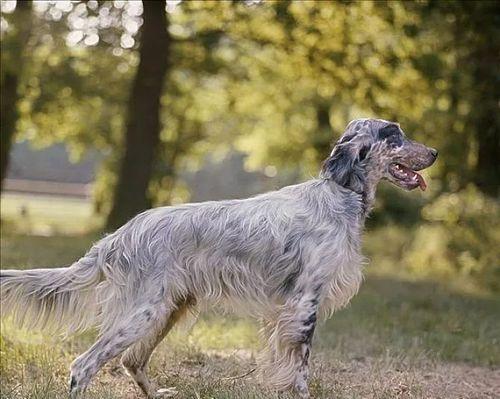 如何正确饲养毕诺犬——让您的宠物健康成长（掌握这些关键点）