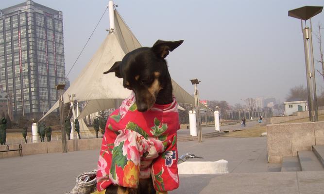 打造忠诚可爱的犬类宠物——克伦伯猎鹬犬（打造忠诚可爱的犬类宠物——克伦伯猎鹬犬）