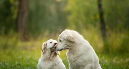 打造忠诚可爱的犬类宠物——克伦伯猎鹬犬（打造忠诚可爱的犬类宠物——克伦伯猎鹬犬）