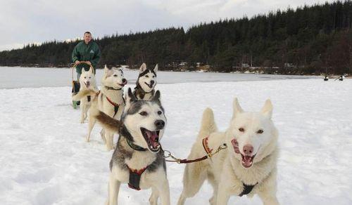 让你的爱斯基摩犬健康、快乐、安心的生活（让你的爱斯基摩犬健康）