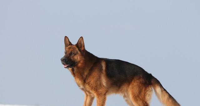 以平背德牧犬的饲养方法（让你的宠物健康快乐成长）