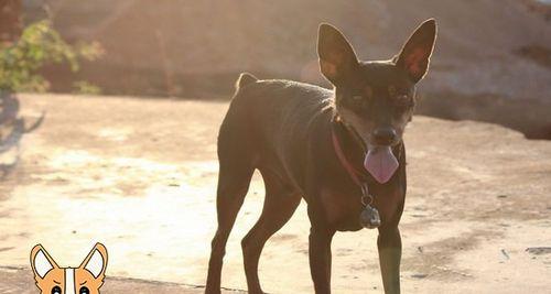 小鹿犬的饲养方法（宠物犬养护从入门到精通）