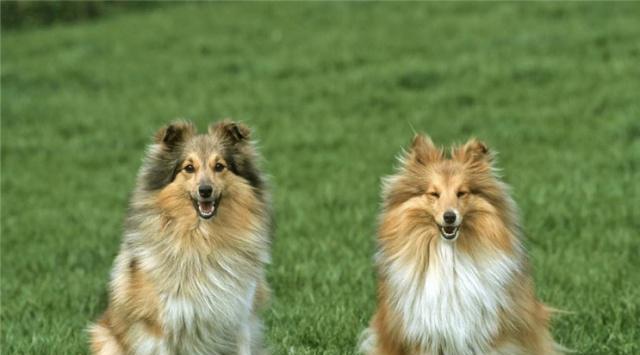 苏牧犬饲养全指南（一步步教你如何成为一名合格的苏牧犬主人）