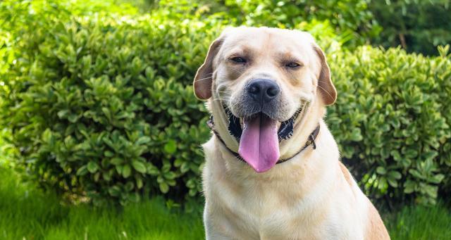 中小型犬饲养指南（以健康饮食与适当运动为基础的全方位指导）