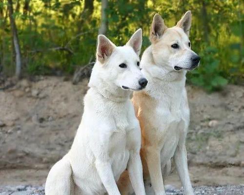 如何养护奇努克犬——宠物爱好者必读（了解奇努克犬的特性与饲养技巧）