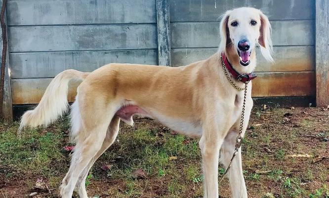 以萨路基犬饲养指南（从繁殖到训练）