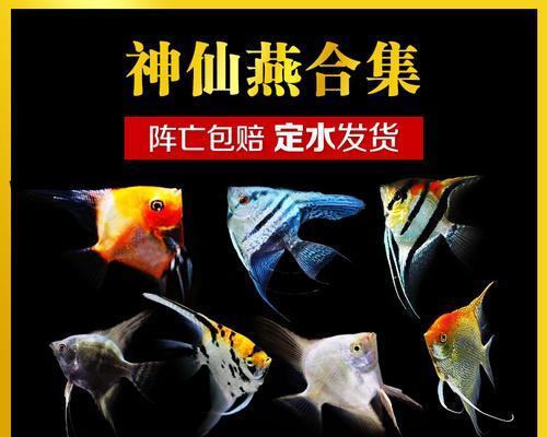 如何科学饲养史氏金翅雀鲷（让你的宠物健康成长的15个小贴士）