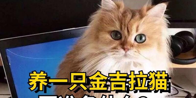 金吉拉猫的饲养方法（如何让你的金吉拉猫健康快乐）