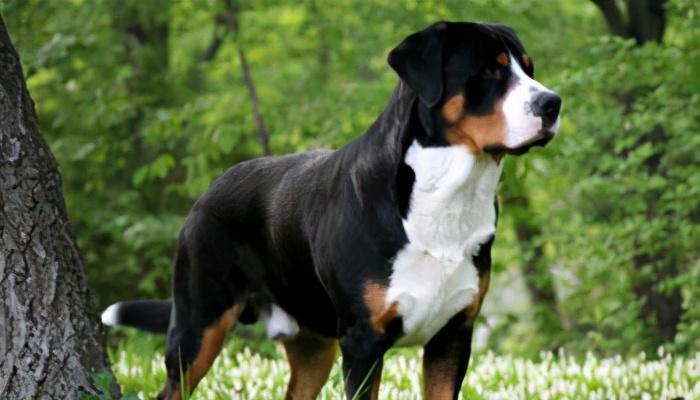 迷你贝吉格里芬凡丁犬的饲养方法（让你的迷你贝吉格里芬凡丁犬健康快乐成长）