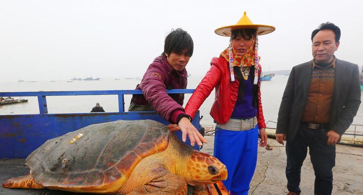 以太平洋丽龟的饲养方法（打造健康快乐的宠物生活）