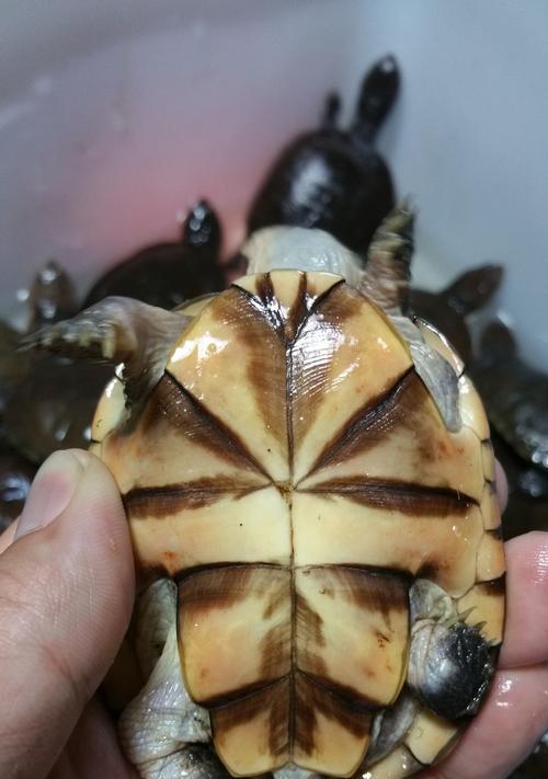 如何正确饲养沼泽侧颈龟（从饲养环境到饲料全面解析）