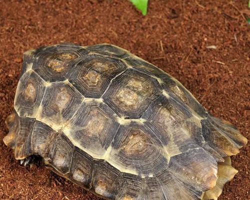 以冠背龟为宠物的饲养方法（打造温馨的水族馆）