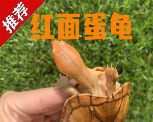 果核泥龟的饲养指南（以宠物为主）