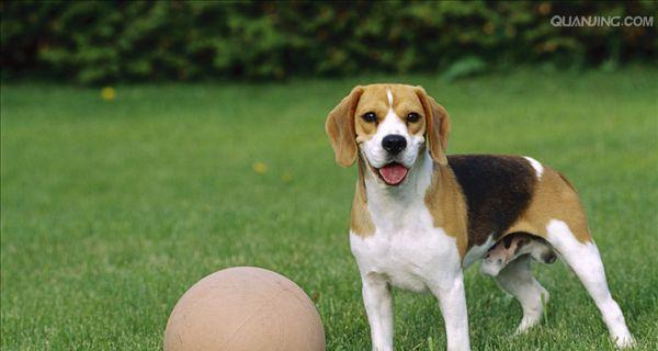 哈利犬饲养指南（以宠物为主）