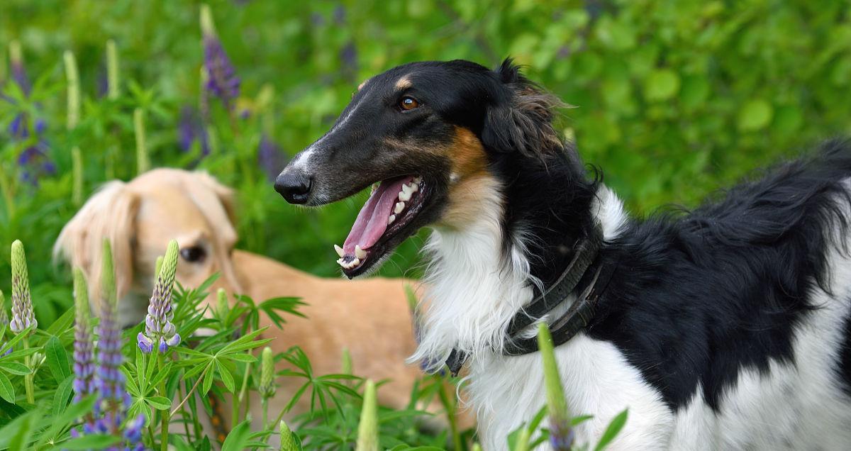 如何正确饲养苏俄牧羊犬（从宠物到工作犬）