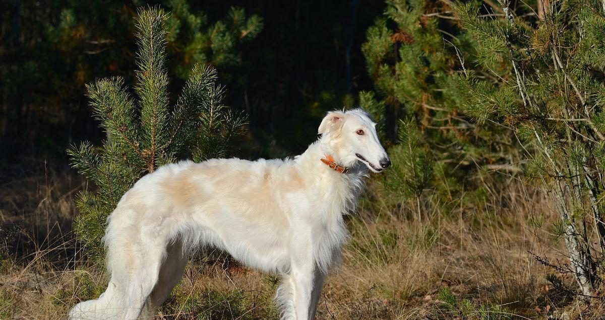 如何正确饲养苏俄牧羊犬（从宠物到工作犬）