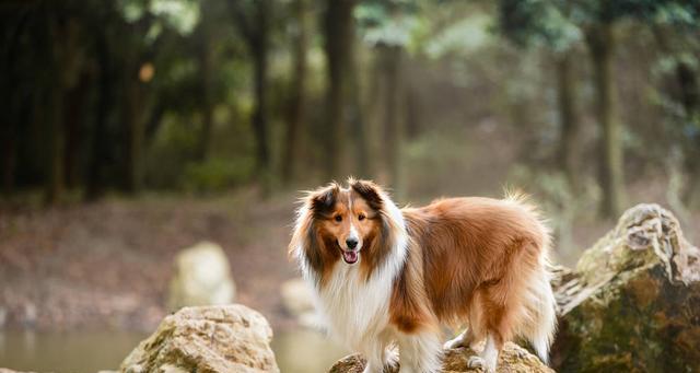 如何正确饲养苏俄牧羊犬（从宠物到工作犬）