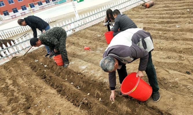 米诺卡岛兔王的饲养全指南（宠物兔的最佳饲养方法）