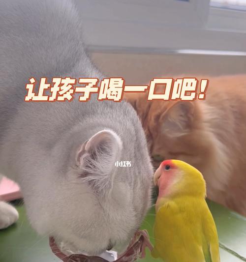 以猫头鸟为宠物的养护方法（宠爱猫头鸟）