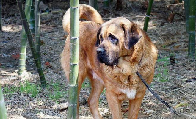 如何饲养斗牛马士提夫犬（宠物养护从入门到精通）